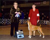 Jennys Best of Winners, Rockland County Kennel Club, Feb 21, 2009